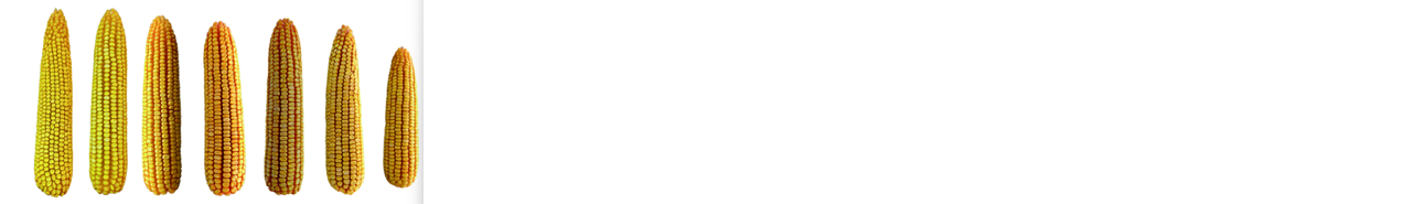 玉米长短棒分等机(图1)